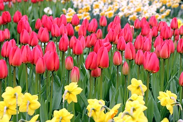 Image showing red tulips in a flower meadow