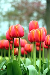 Image showing tulip meadow close up from the ground