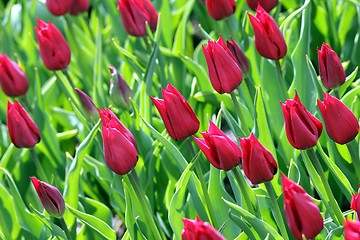 Image showing red tulips