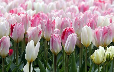 Image showing pink and white tulips line
