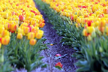 Image showing a blured yellow and red tulips field