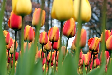 Image showing tulip meadow close up from the ground