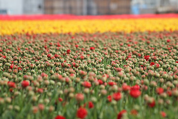 Image showing a blured red tulips field