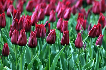 Image showing dark red tulips