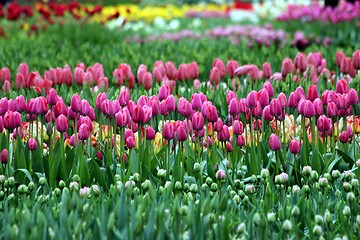 Image showing pink tulips in a flower meadow