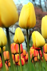 Image showing tulip meadow close up from the ground