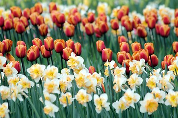 Image showing tulips in a flower meadow