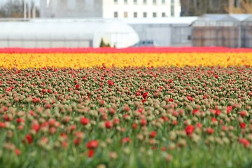 Image showing a blured red tulips field