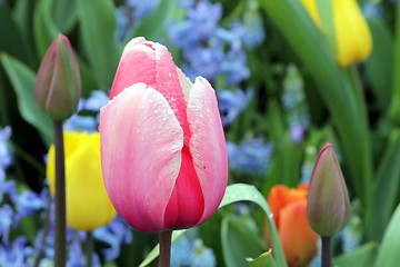 Image showing a pink tulip in a flower meadow