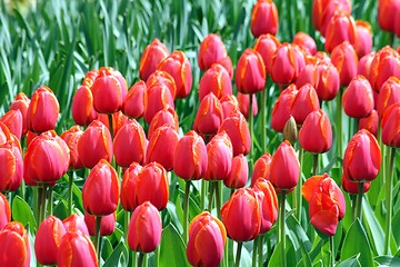 Image showing red tulips