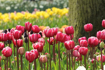 Image showing red and pink tulips in a row in front of a tree