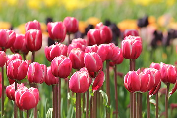 Image showing red and pink tulips line
