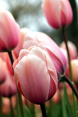 Image showing tulip meadow close up from the ground