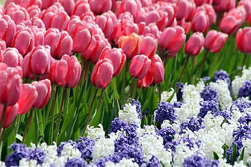 Image showing pink tulips in a flower meadow