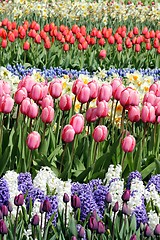 Image showing pink tulips in a beuatiful flower meadow