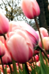 Image showing tulip meadow close up from the ground