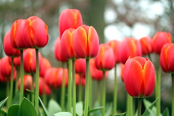 Image showing blured tulip meadow close up from the ground