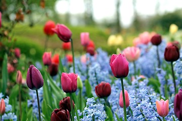 Image showing some beautiful tulips