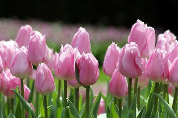 Image showing pink tulips line
