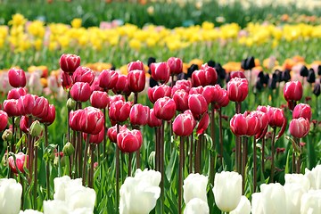 Image showing red and pink  tulips in a flower meadow