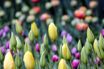 Image showing new colourful tulips