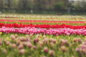 Image showing a blured colourful tulips field