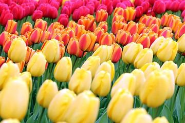 Image showing red, yellow and orange tulips background