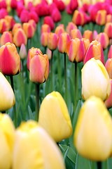 Image showing tulip meadow close up