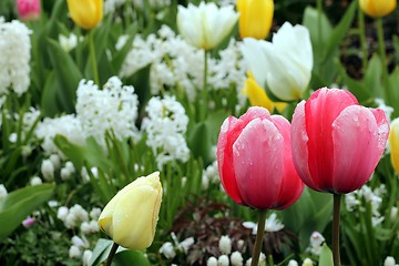 Image showing pink tulips in a flower meadow