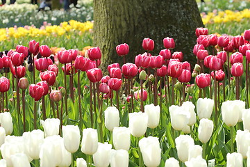 Image showing red and pink tulips in a row in front of a tree