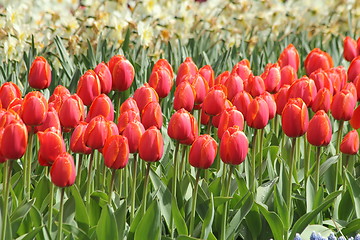 Image showing red tulips in a row