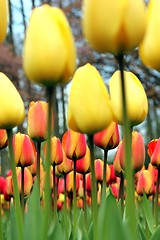 Image showing tulip meadow close up from the ground