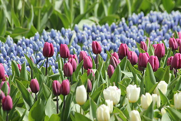 Image showing purple tulips in a flower meadow