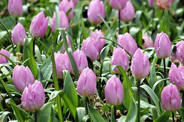 Image showing pink tulips in a flower meadow