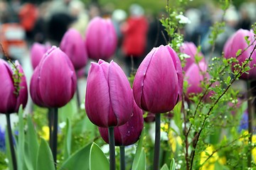 Image showing pink tulips in a flower meadow