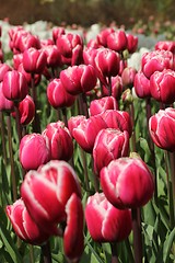 Image showing red tulips