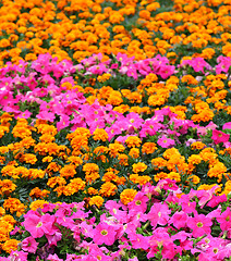 Image showing flower field