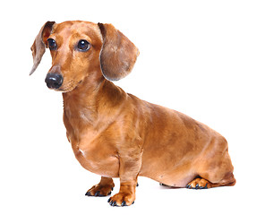 Image showing dachshund dog