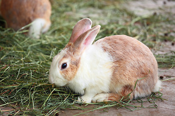 Image showing rabbit