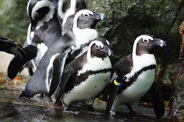 Image showing penguins