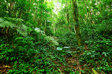 Image showing Tropical Rainforest Landscape