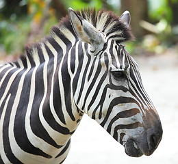 Image showing zebra