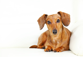 Image showing Dachshund Dog