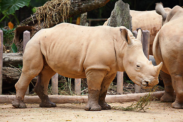 Image showing rhino