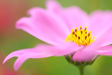 Image showing pink flowers blossoming in spring