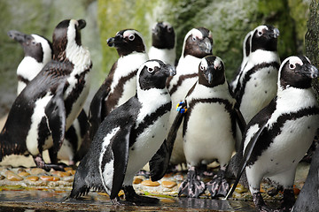 Image showing penguins