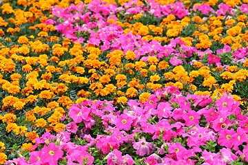 Image showing flower field