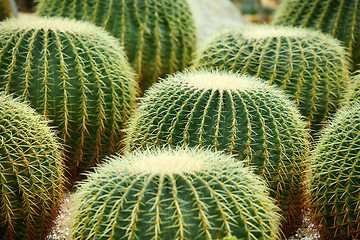 Image showing Golden ball cactus