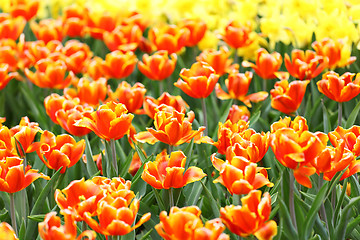 Image showing colorful flower field of tulip