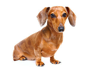 Image showing dachshund dog